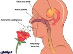 گیرنده های بویایی به تشخیص پرسشها سلامتی کمک می کنند