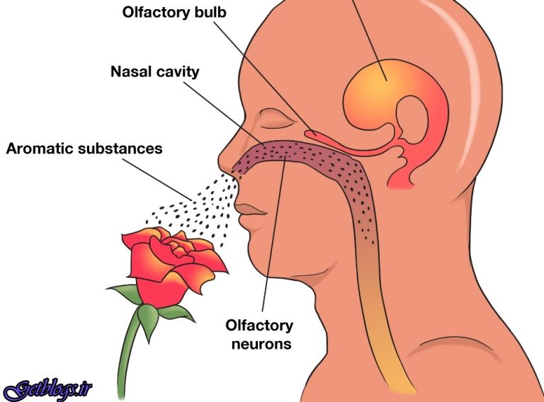 گیرنده های بویایی به تشخیص پرسشها سلامتی کمک می کنند